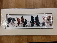 Paul Doyle Collie Colours Open