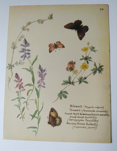 Vintage edith holden botanical - vintage,