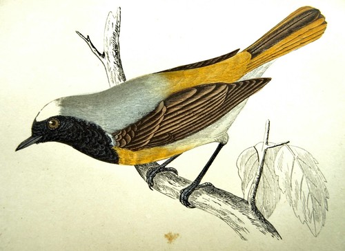 C1867 antique bird print - c1867,