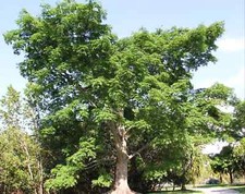 CEIBA PENTANDRA - 10 x seeds -