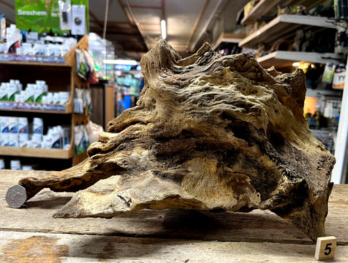 Derwen oak bogwood 49cm - derwen, 19-49cm
