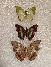 Butterfly Set Specimen bundle