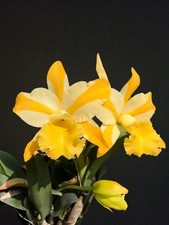 Cattleya Hua Young Gold