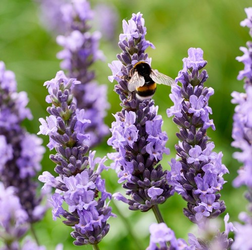 Lavender sensational plug - sensational,