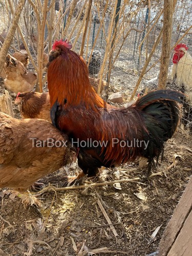 Mohgany faverolles large - , fowl