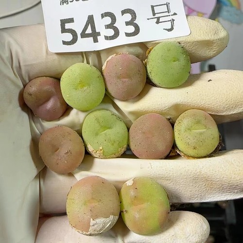 50pcs 5cm colorful - 1.5cm,