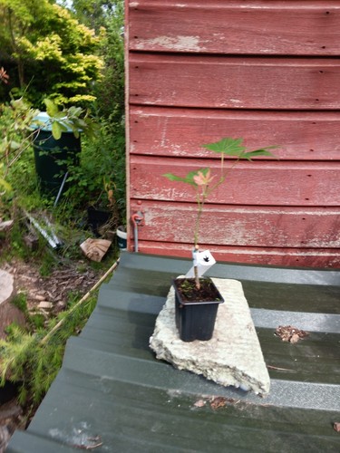 Acer palmatum mirte - mirte, 8cm