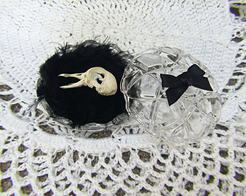 Whitened finch bird skull - whitened,