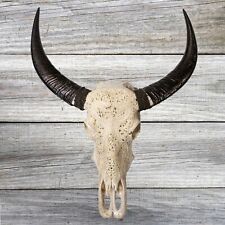 Murrah Buffalo Skull & Horns