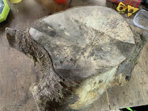 Spalted sycamore bowl - sycamore, blank