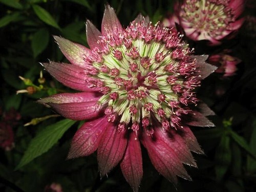 Astrantia collection 3 of - astrantia,