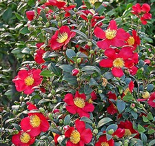 T&M Camellia Yuletide Hardy Shrub Gift Wrapped Christmas 1x 3 Litre Potted Plant