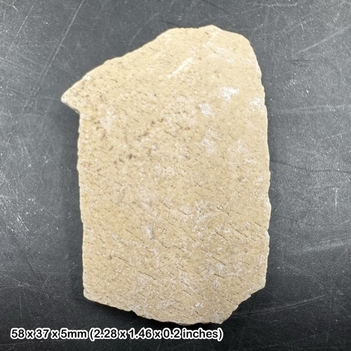 Fossil aepyornis eggshell - aepyornis,