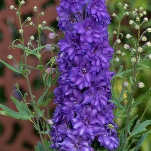 Delphinium delgenius breezin - delphinium,