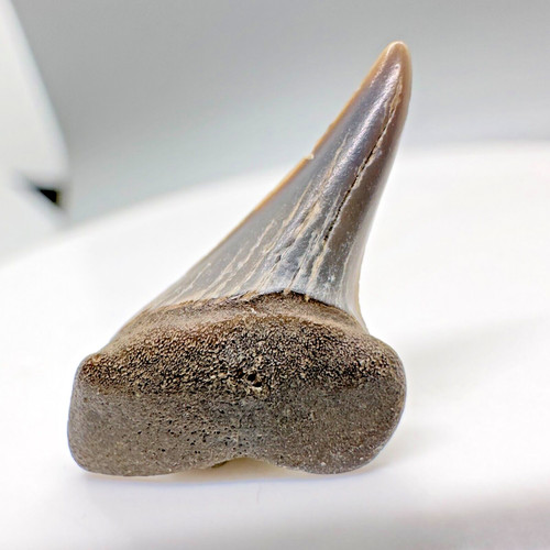 Uncommonly offered - offered, 0.84"