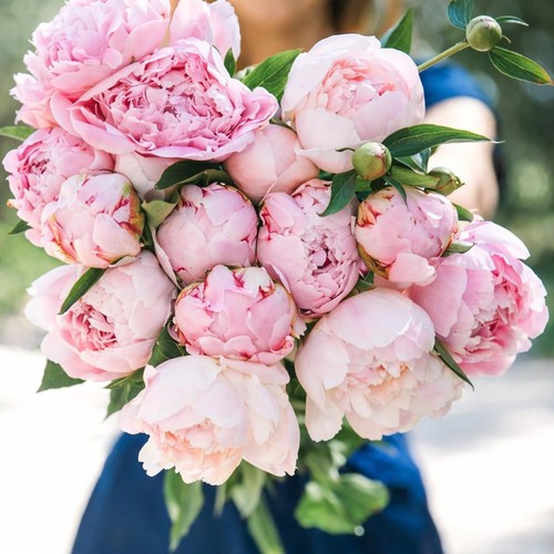 Peony sarah bernhardt bare - sarah,