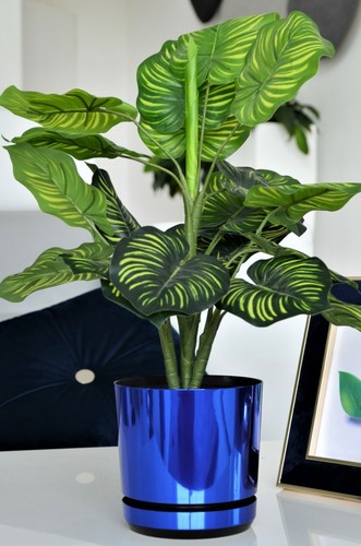 Blue indoor plant pots with - plant,