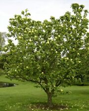 Magnolia ‘Yellow Bird’ /