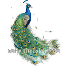 Peacock Print / Picture /
