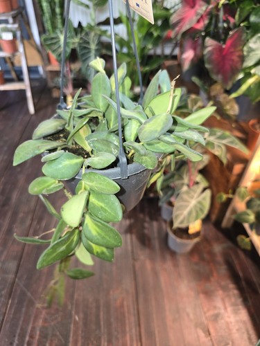 Hoya burtoniae hanging - in,