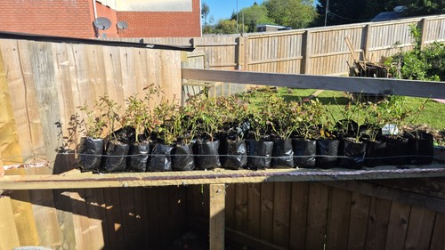 Blueberry plants earliblue - plants, "earliblue"