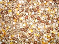 Johnston & Jeff Four Seasons Pigeon Corn 10Kg - Pigeon Food