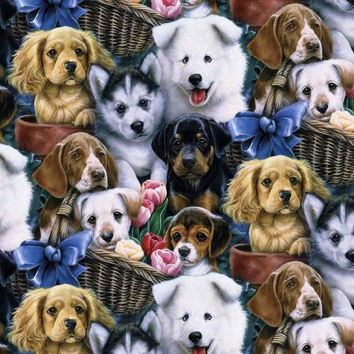 Dogs puppy labrador - puppy, husky