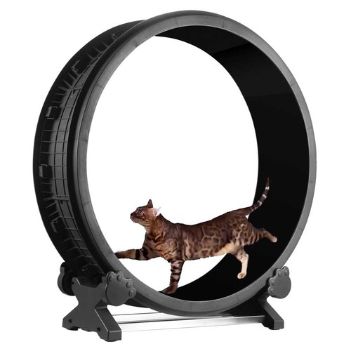 Feline motion cat exercise - motion,