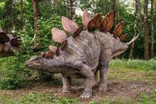 Stegosaurus was a large, herbivorous (plant-eating) dinosaur toy prehistoric