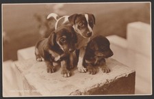 Vintage Puppies Postcard Real Photo Judges