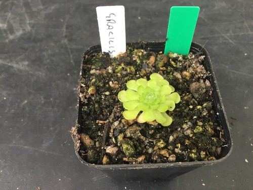 Pinguicula gracilis - pinguicula,