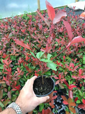 15 Photinia Red Robin Hedging