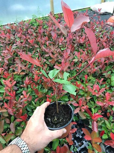 Photinia red robin - photinia, hedging