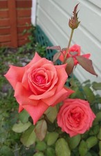 POTTED 2 LITRE HYBRID TEA ROSE