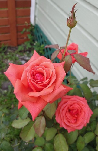 Potted litre hybrid tea - potted,