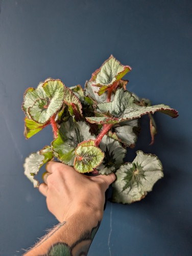 Begonia escargot plant - plant, 3