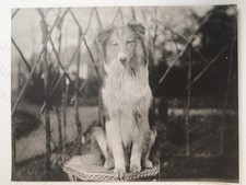 Dog Collie Shetland Sheepdog