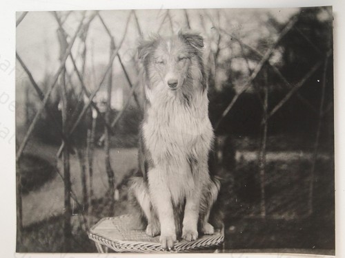 Dog collie shetland - dog,