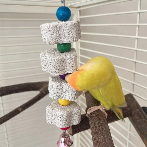 Bird chewing toy parrot - bird,