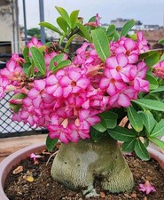Adenium Arabicum not Obesum Desert Rose | Large caudex plant in terracotta pot