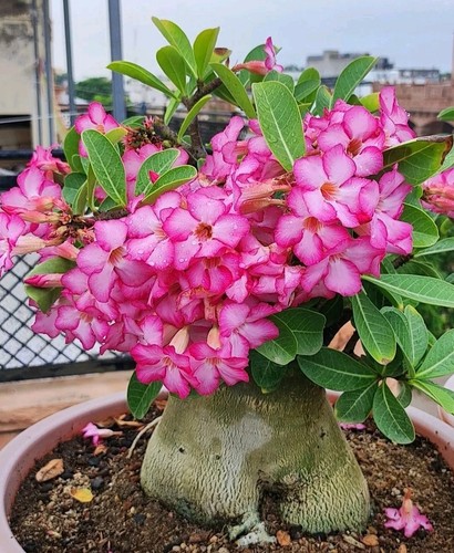 Clearance adenium arabicum - clearance,