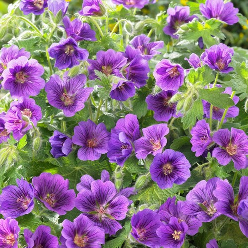 Geranium cranesbill blue - geranium,