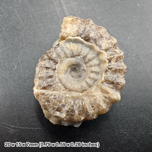 Charmouth promicroceras - charmouth,