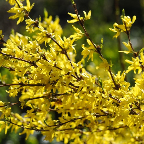 Forsythia dwarf hardy shrub - dwarf,