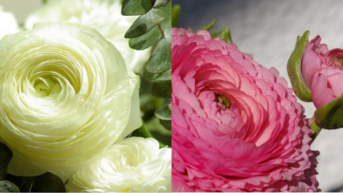 Ranunculus pink white - ranunculus, pink+white