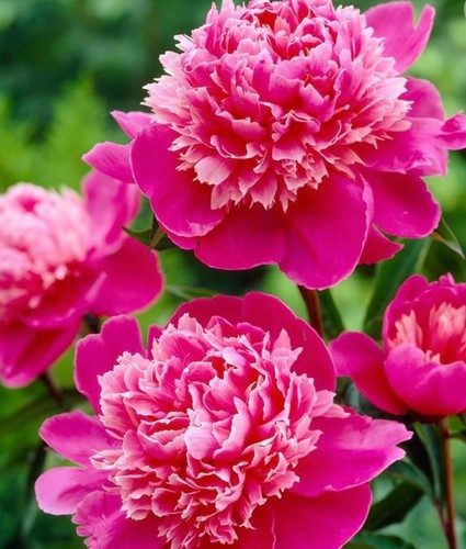 Peony paonia mme emile - 'mme,