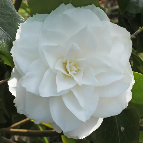 Camellia nuccio gem - camellia, pot