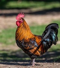 6 X Brown/cream Chicken  Eggs