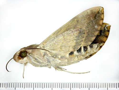 Sphingidae nephele - sphingidae,,