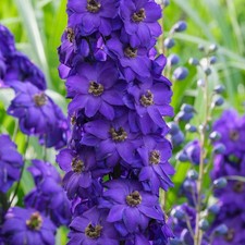 Delphinium dark knight - dark,